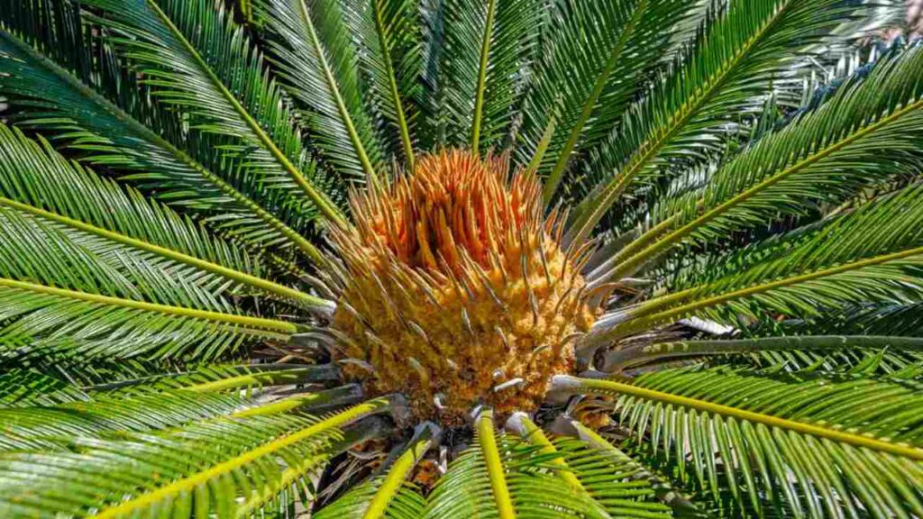 Cycad Care: Tips for Healthy and Thriving Plants with Hilltop Garden Services