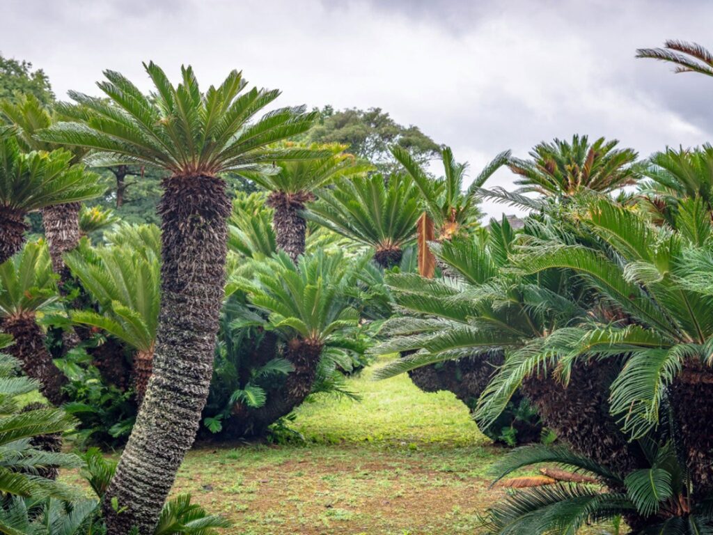 A Beginner’s Guide to Growing and Caring for Cycads