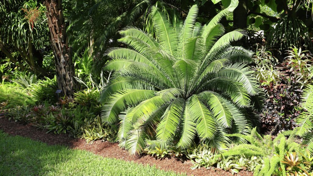 A Beginner’s Guide to Growing and Caring for Cycads | Hilltop Trading