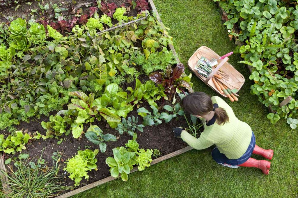 Incorporating Edible Gardens into Your Landscape Design