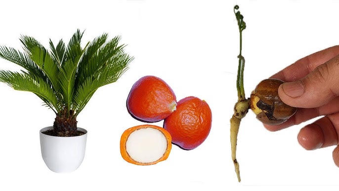 How to Propagate Cycads: Step-by-Step for Beginners