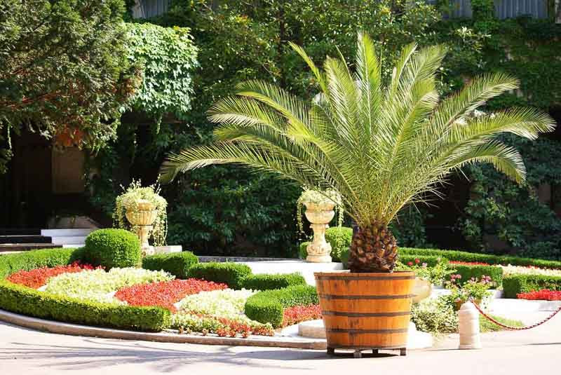 The Best Companion Plants for Your Cycads: Create a Prehistoric Paradise That Turns Heads