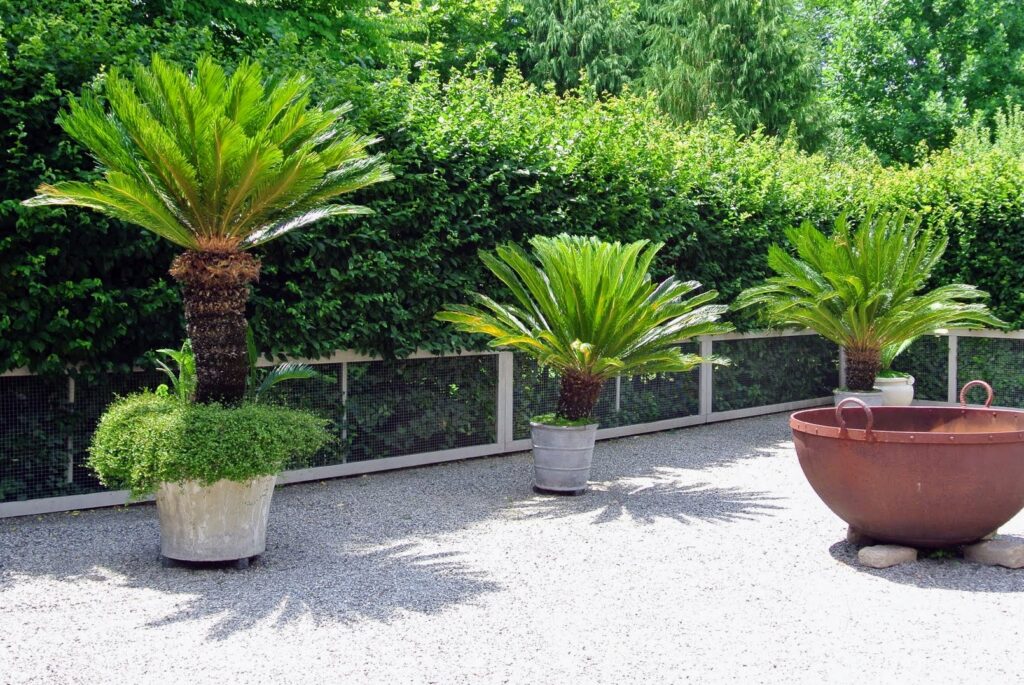 Cycad Varieties Best Suited for South African Gardens – The Real Guide from a Fourways Landscaper Who’s Planted Hundreds of Them