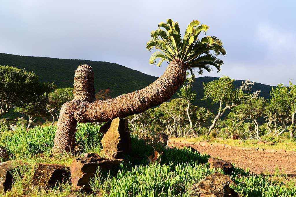 How to Create a Cycad-Themed Garden Display: Turning Your Fourways Garden into a Prehistoric Showstopper