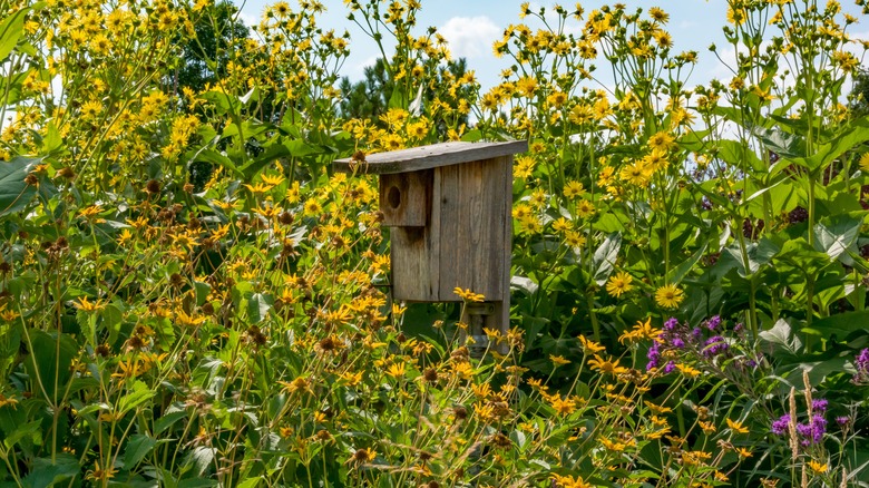 Creating a Biodiverse Corporate Garden That Attracts Pollinators: The Fourways Guide to Greener, Smarter Workspaces